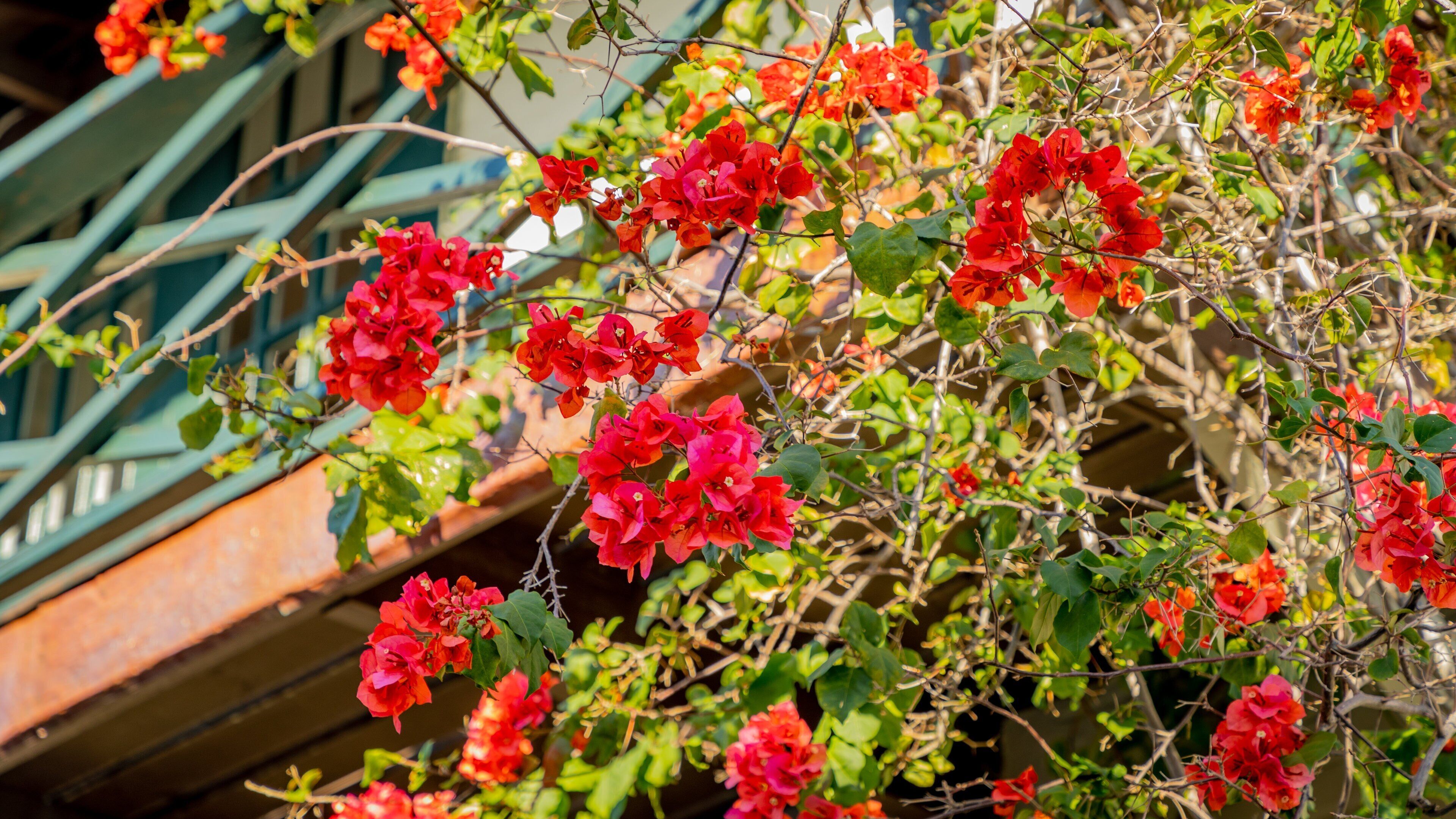 Segui-Kirby Smith House featuring wildflowers
