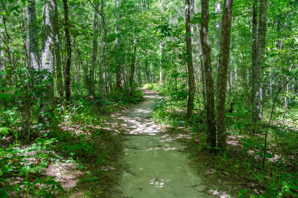 A forest path surrounded by tall trees and lush greenery.
