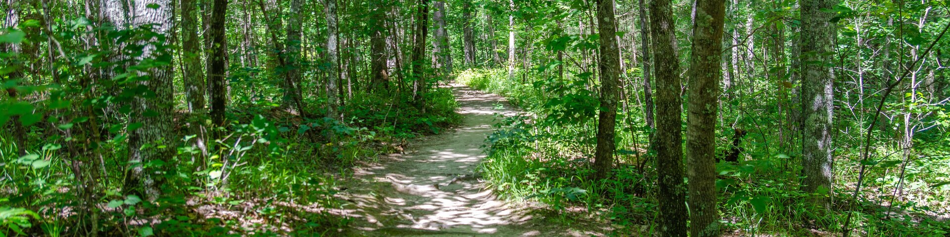 footpath in the forest, chinnabee silent trail, talladega national forest, alabama, usa