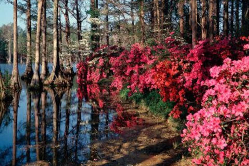 A forested area with a water body and blooming pink azaleas along a path.