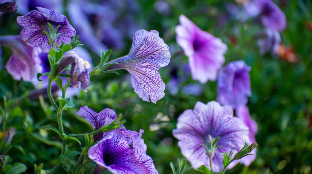 Just one of the many flowers along the walk to Lake Ontario throughout the campground.