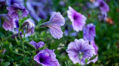 Just one of the many flowers along the walk to Lake Ontario throughout the campground.
