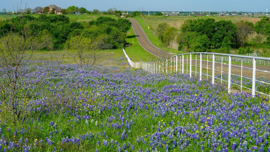 Bluebonnet wildflowers blooming during spring time in a field along a country road near Texas Hill Country area