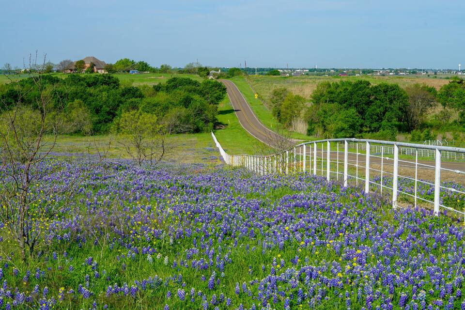 Paisagem rural com estrada serpenteando por campos de flores roxas, cerca branca e edifícios ao longe.