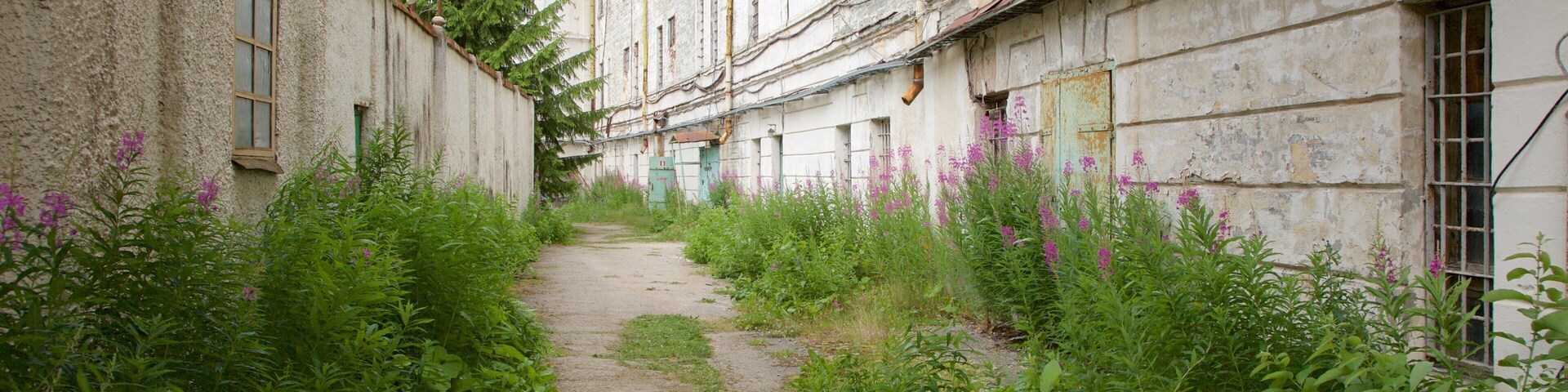 Tallinn featuring a garden