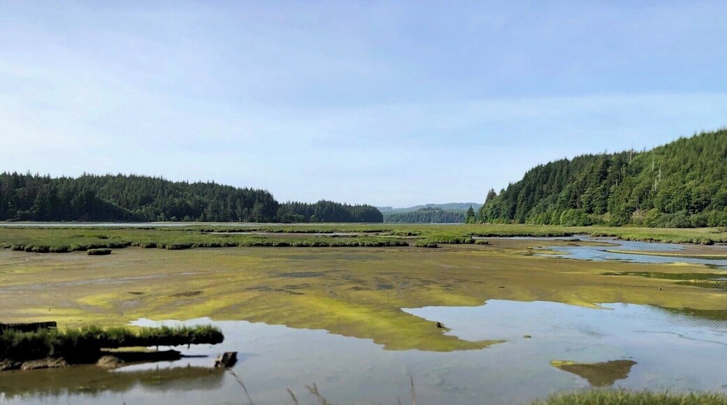 Mudflats Willapa National Wildlife Refuge preserves many of unique ecosystems including salt marshes, muddy tideflats, rain drenched old growth forests, and coastal dunes and beaches. Freshwater marshes and grasslands are found along the southern shore of Willapa Bay. (June 2019)