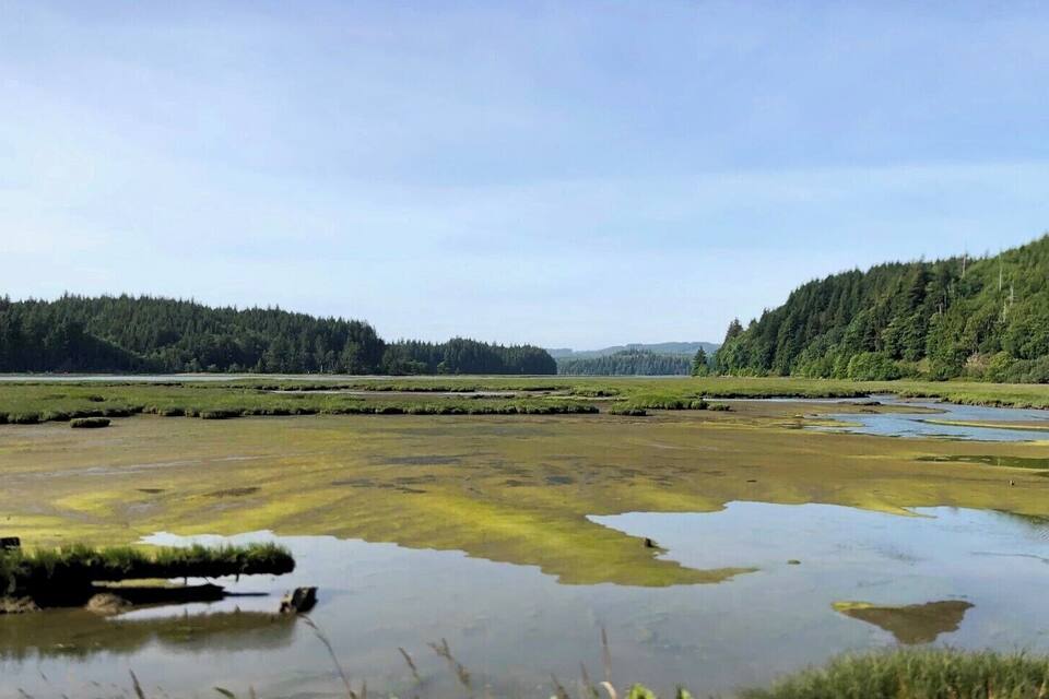 Un paisaje de humedal con zonas inundadas y densos bosques al fondo.