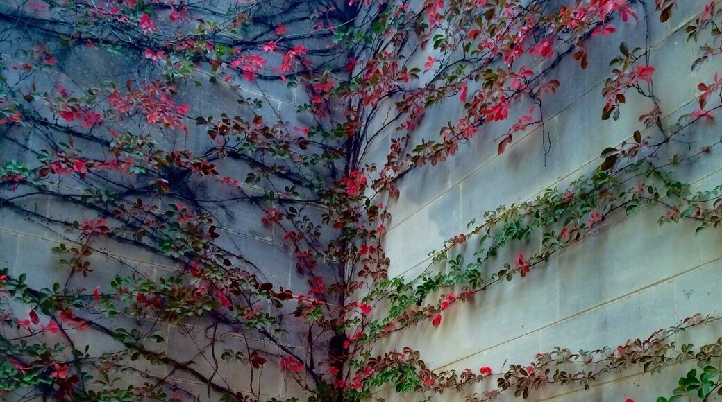 "Courtyard Detail" on Mother's Day 2015 at the #Heide Museum of Modern Art in Bulleen, near #Melbourne, Australia.
Heide offers three galleries, stunning architecture and fifteen acres of gardens and sculpture park near the Yarra River.
The autumnal colours of this creeper against the limestone caught my eye today!
#iPhoneonly with some tone adjustment!
#BestOf5
