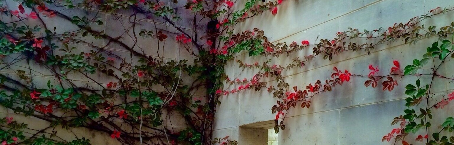 "Courtyard Detail" on Mother's Day 2015 at the #Heide Museum of Modern Art in Bulleen, near #Melbourne, Australia.
Heide offers three galleries, stunning architecture and fifteen acres of gardens and sculpture park near the Yarra River.
The autumnal colours of this creeper against the limestone caught my eye today!
#iPhoneonly with some tone adjustment!
#BestOf5