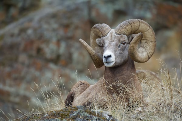 Rocky Mountain Bighorn Sheep - a ram with full curl horns rests on a grassy knoll with a rugged cliff behind him