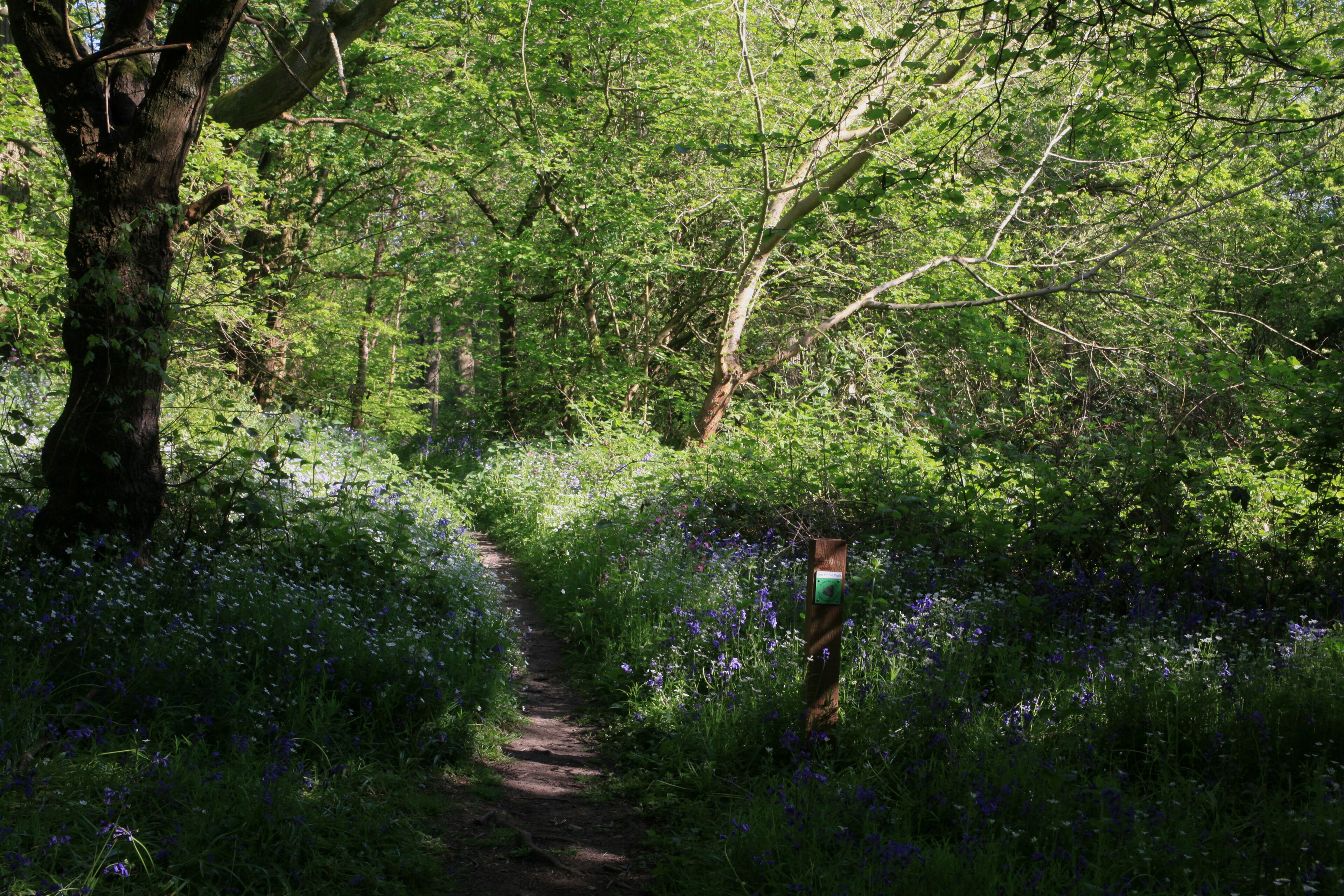 Spring flowering bluebells cover the ground of Hillhouse Wood, West Bergholt, Colchester, Essex, England
