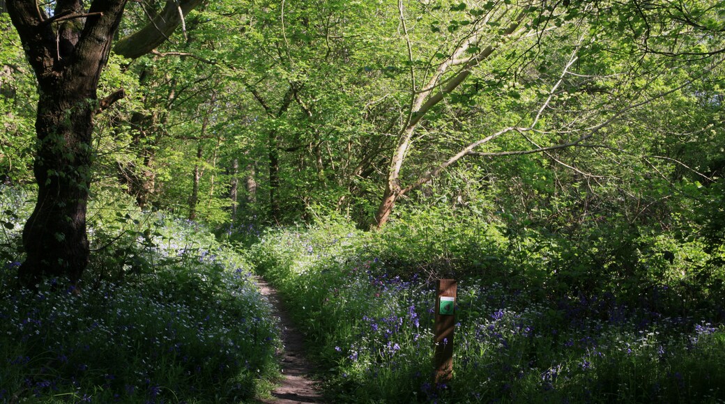 Spring flowering bluebells cover the ground of Hillhouse Wood, West Bergholt, Colchester, Essex, England