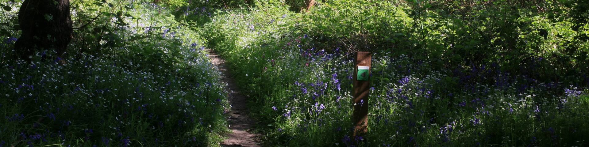 Spring flowering bluebells cover the ground of Hillhouse Wood, West Bergholt, Colchester, Essex, England