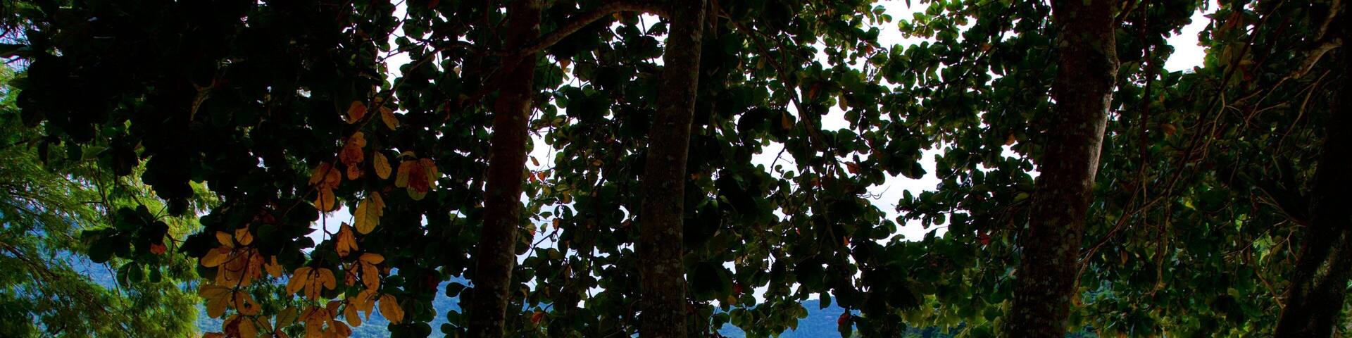 Crena Beach featuring general coastal views, a sandy beach and tropical scenes