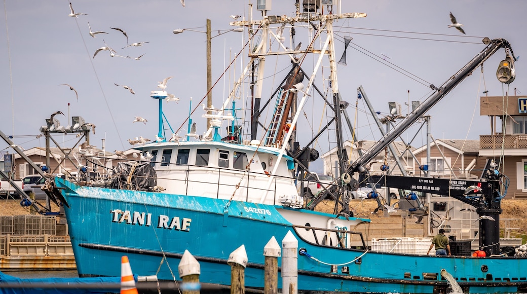 Westport Marina showing a marina