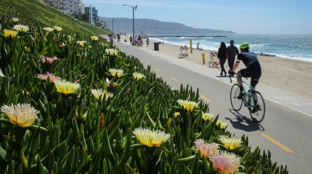 マーヴィン・ブラウデバイクトレイル