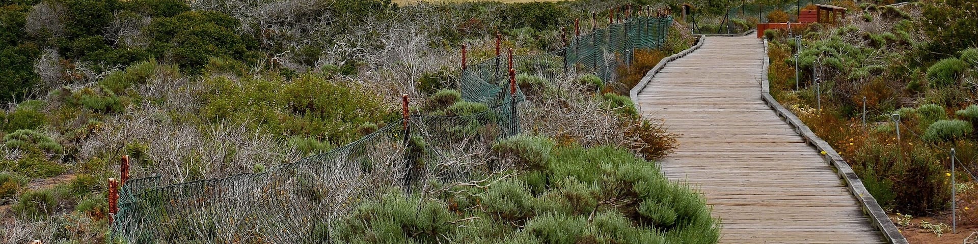 Hollister peak and boardwalk at Elfin forest Los Osos Bay wood California USA.; Shutterstock ID 651212425; Purchase Order: -