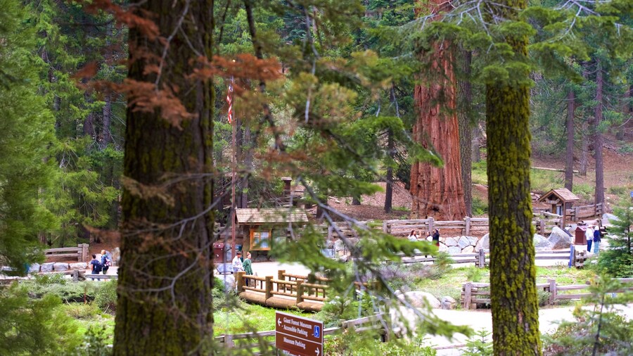Giant Forest Museum showing forest scenes