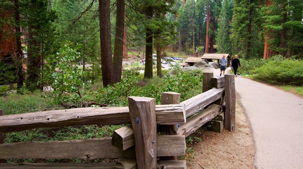 Sequoia National Park featuring forest scenes
