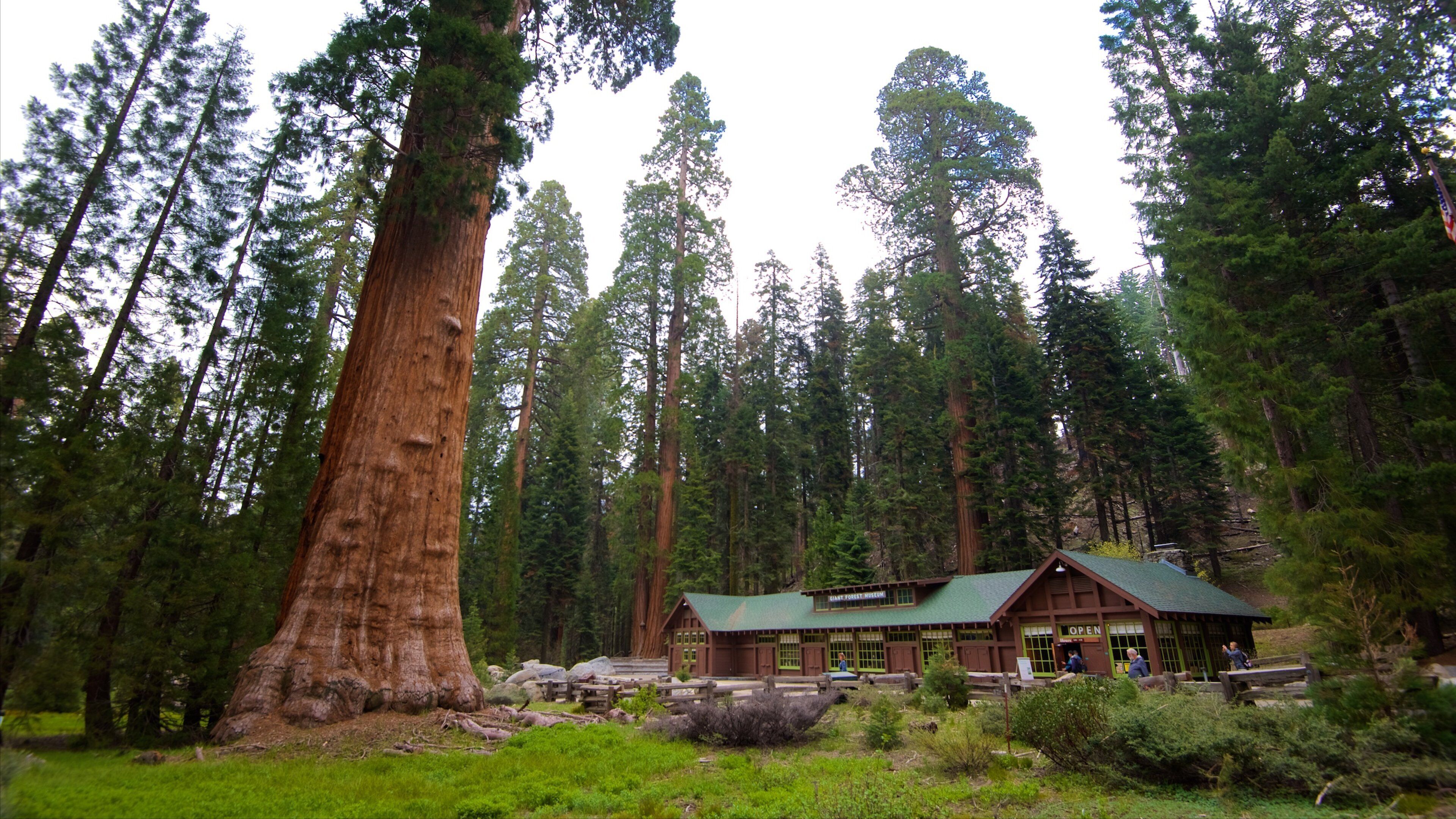 セコイア ナショナル パーク 表示 森林