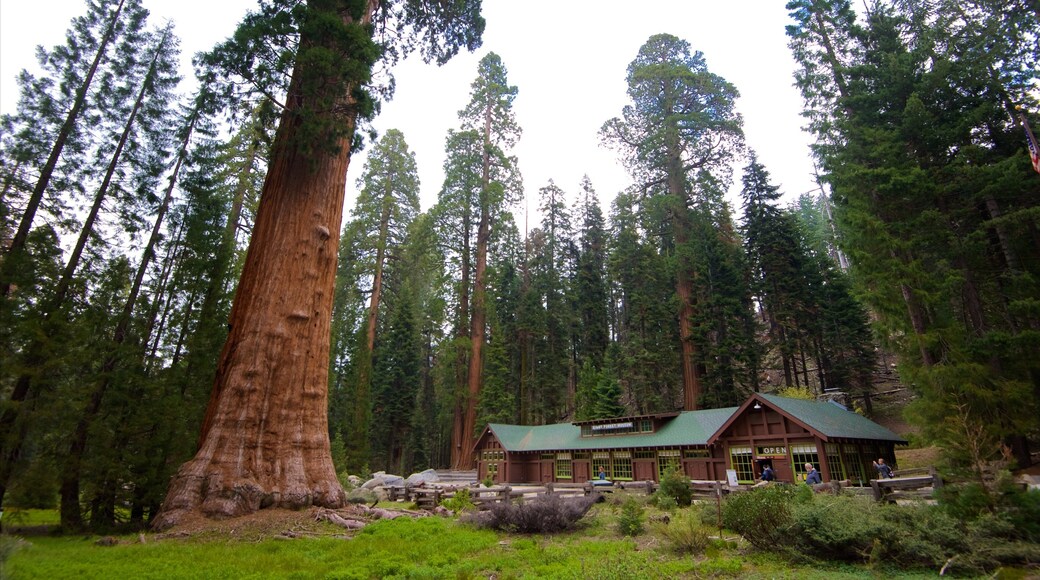 セコイア ナショナル パーク 表示 森林