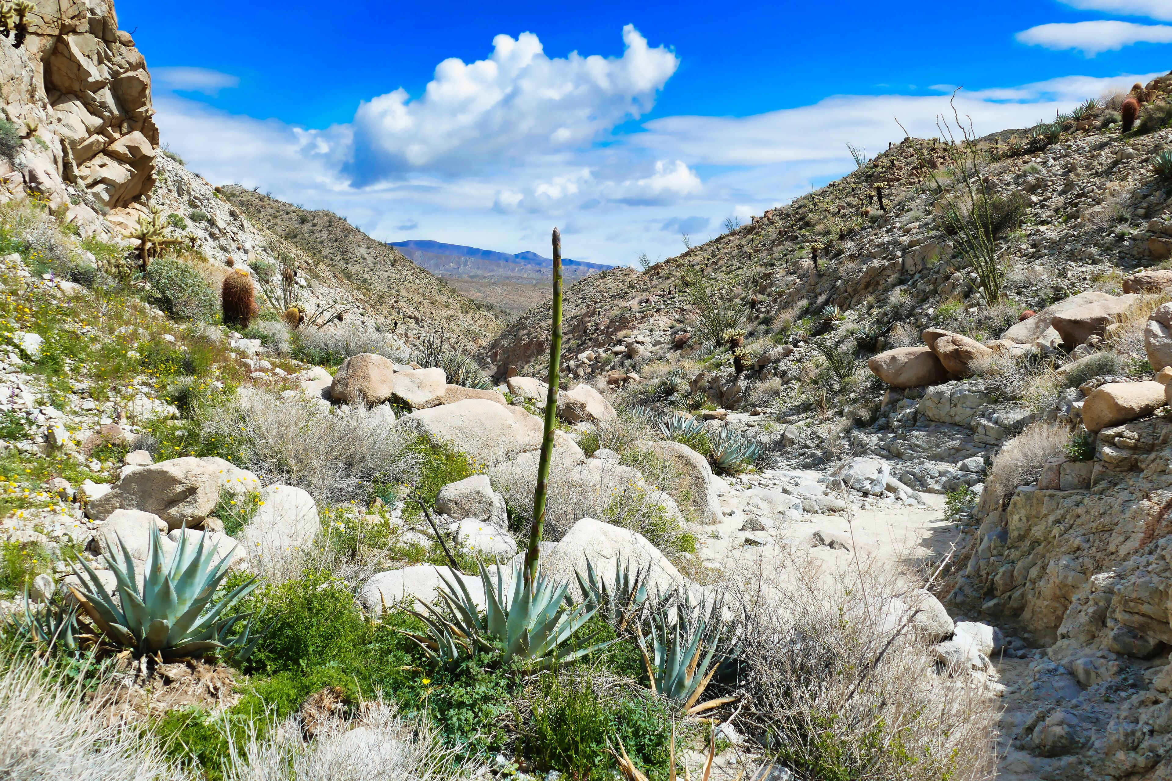 Desert landscape with desert agaves, ocotillos and barrel cactus in the arid mountains of Agua Caliente County Park, Anza-Borrego, California, USA
