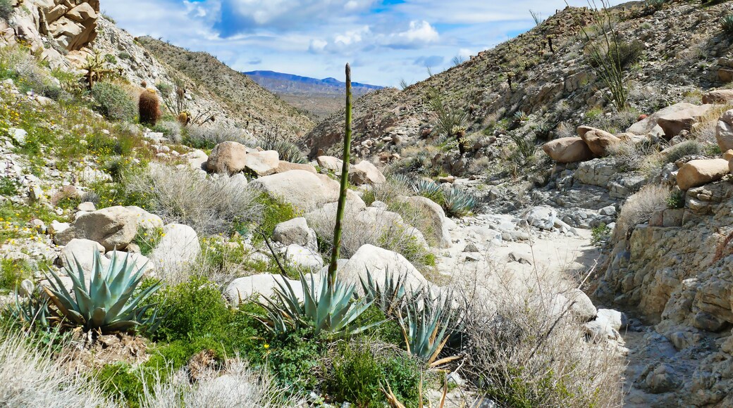Agua caliente county park