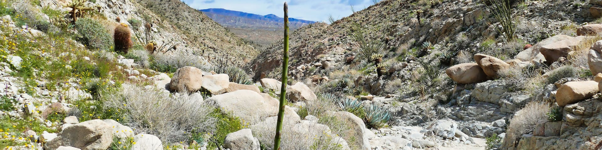 Desert landscape with desert agaves, ocotillos and barrel cactus in the arid mountains of Agua Caliente County Park, Anza-Borrego, California, USA