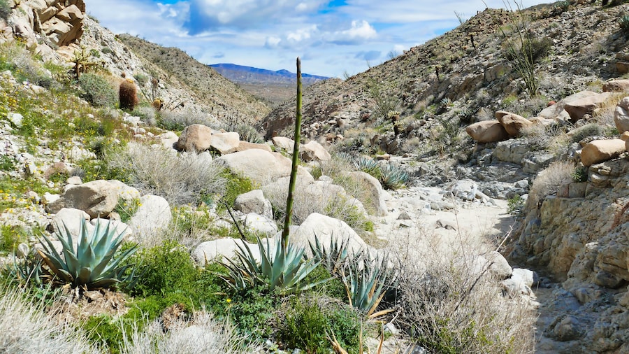 Agua caliente county park