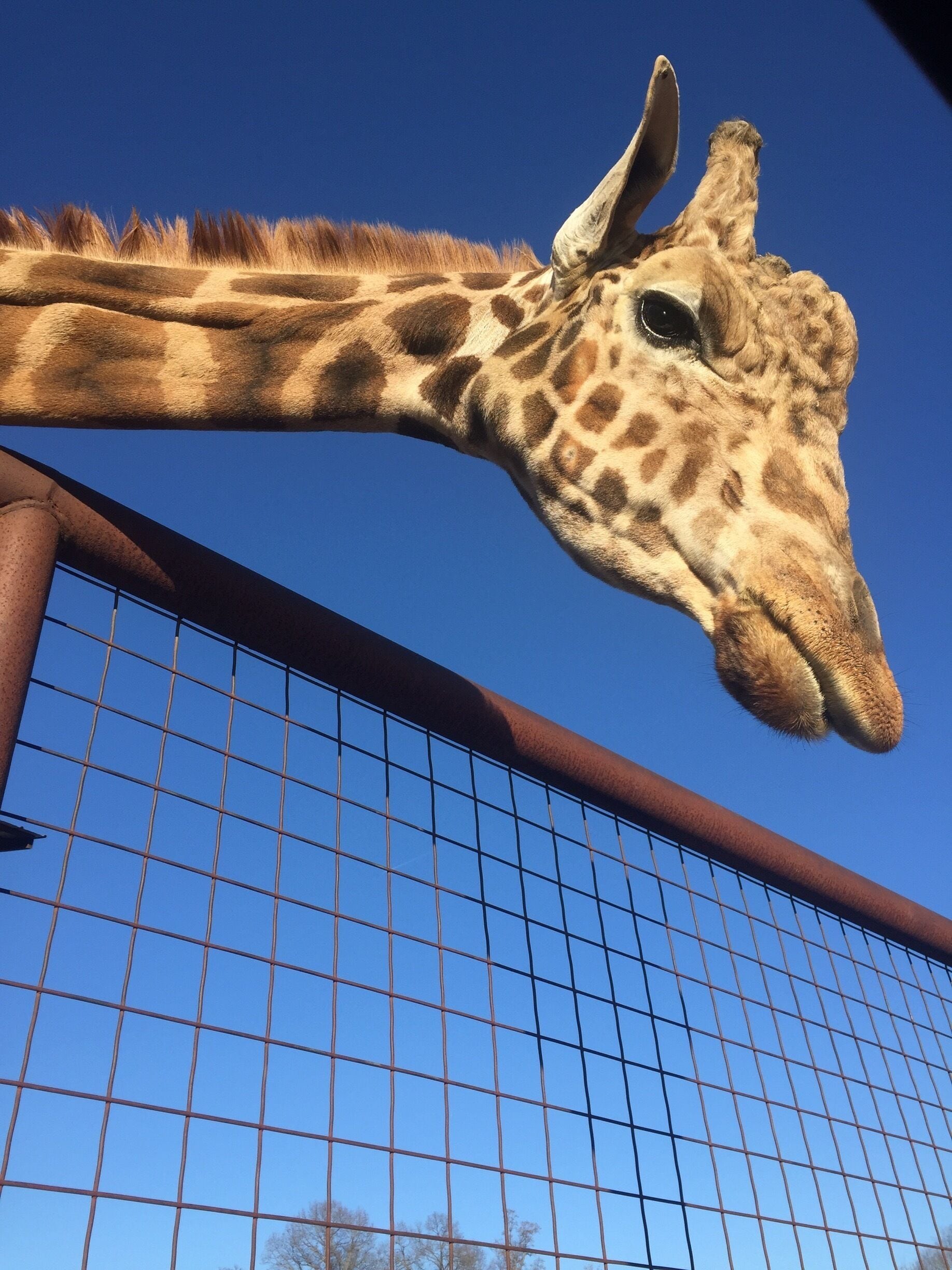 Drive through lazy 5 and feed animals straight out of your car. You won't stop laughing the whole time