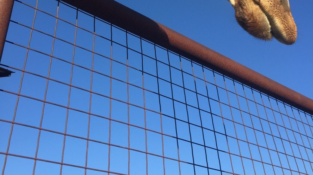 Drive through lazy 5 and feed animals straight out of your car. You won't stop laughing the whole time