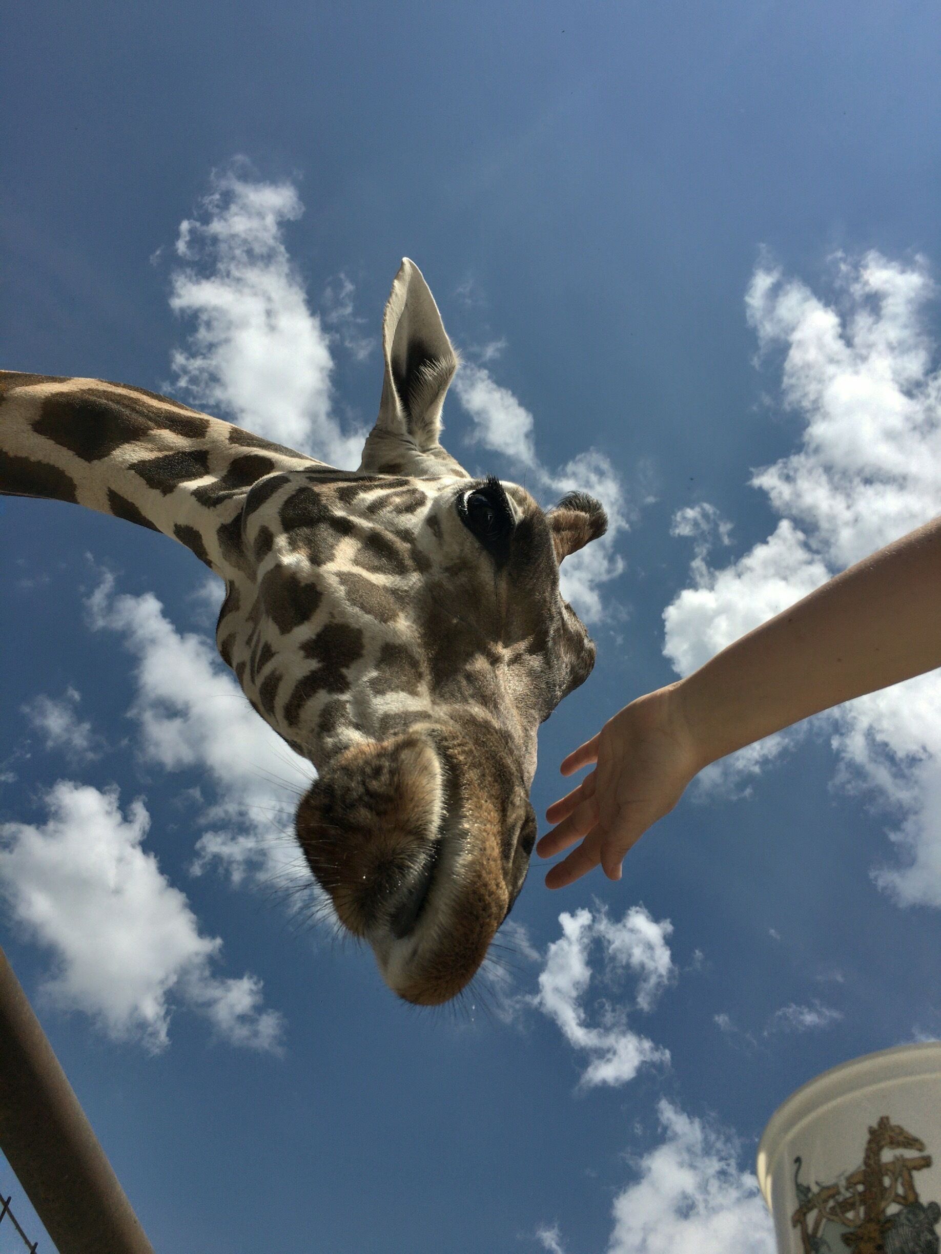 At the end of the trail you get to meet the giraffes in a personal way