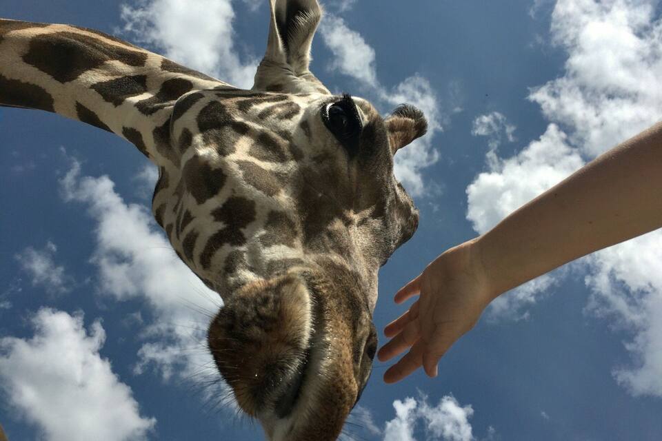 A giraffe's head and neck against a blue sky with clouds.