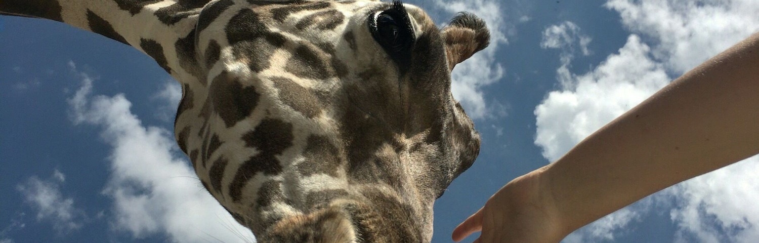 At the end of the trail you get to meet the giraffes in a personal way