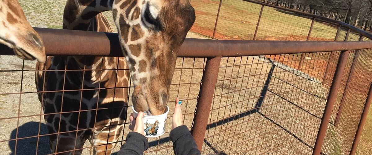 A giraffe reaching over a fence to eat from a bucket held by a person.