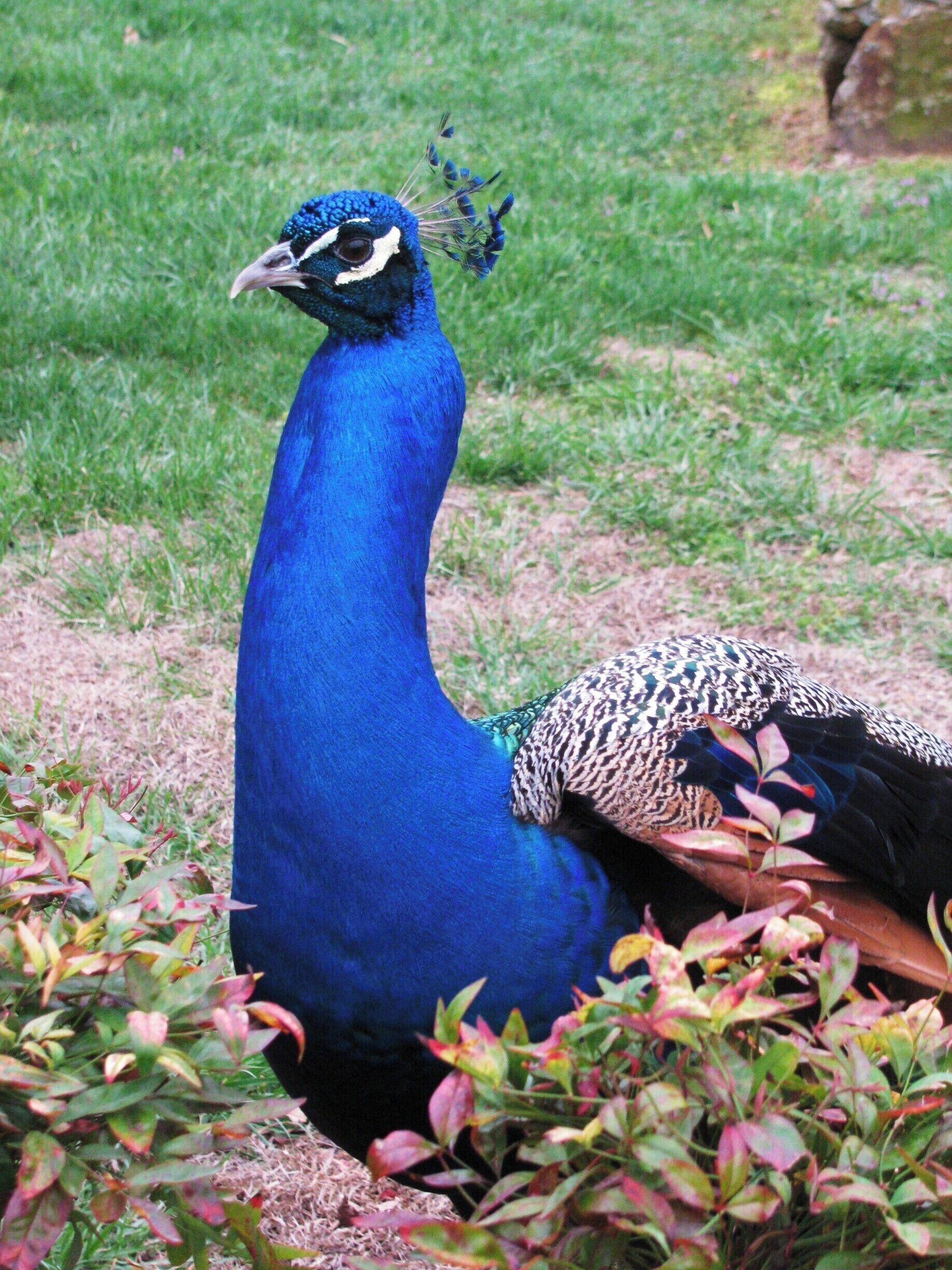 Love peacocks, they're such a gorgeous bird!