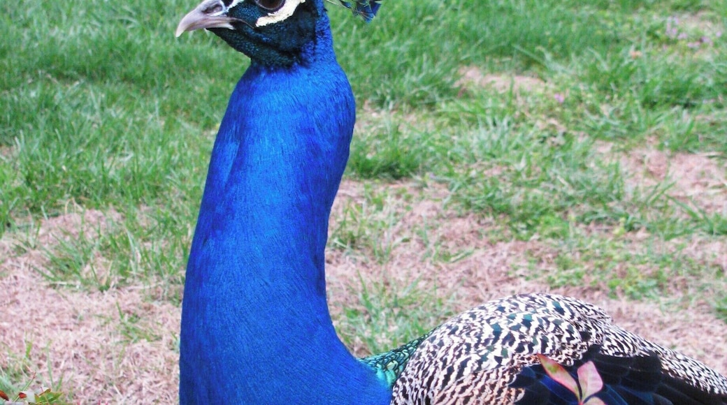 Love peacocks, they're such a gorgeous bird!