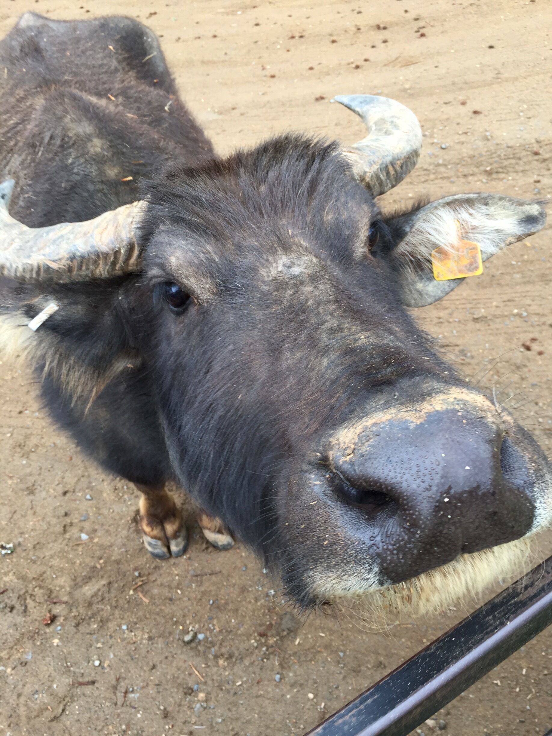 Buffalo looking for some grub 
