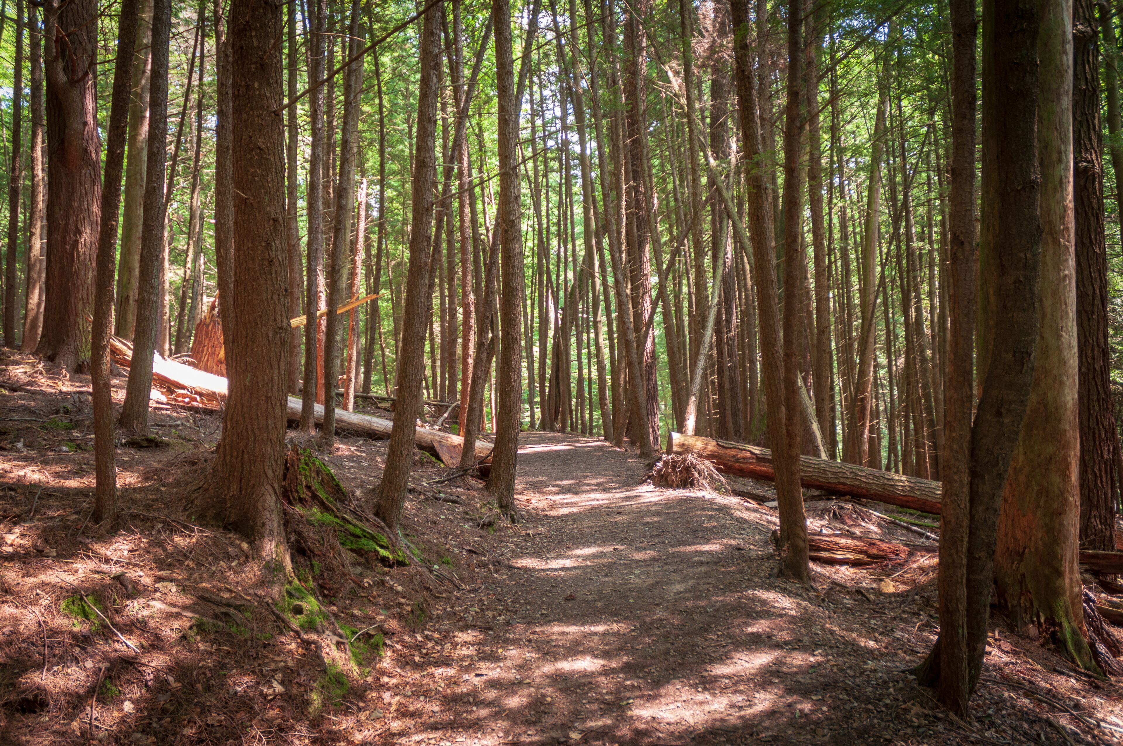 Trail at Cook Forest State Park and Clarion River Lands in scenic northwestern Pennsylvania