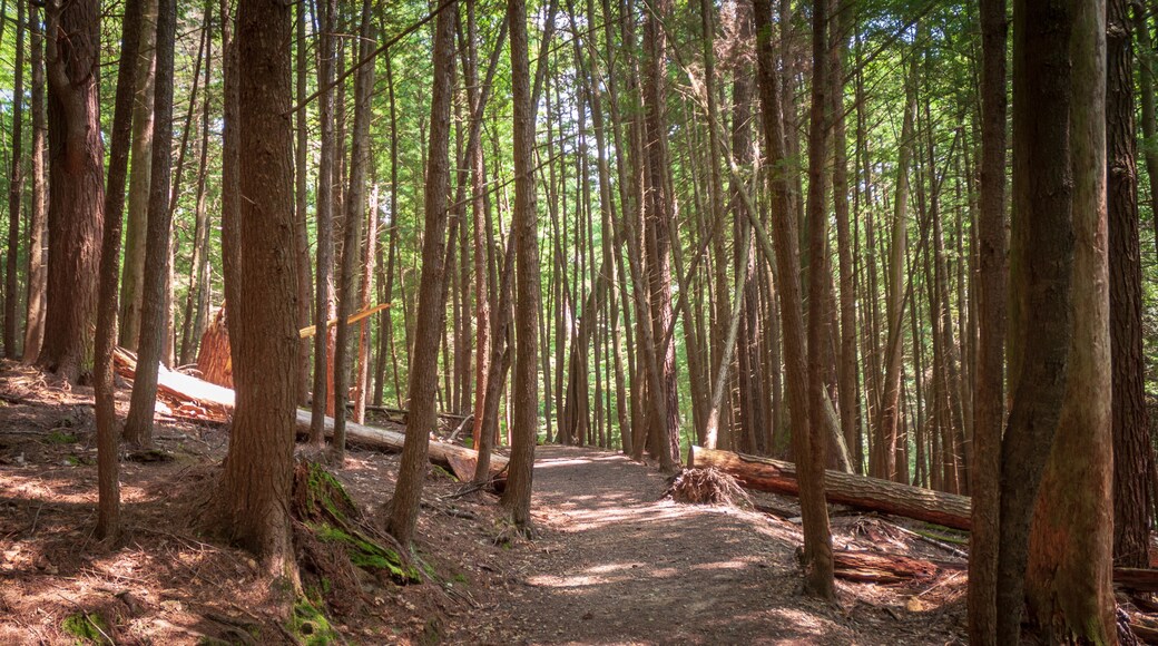 Trail at Cook Forest State Park and Clarion River Lands in scenic northwestern Pennsylvania