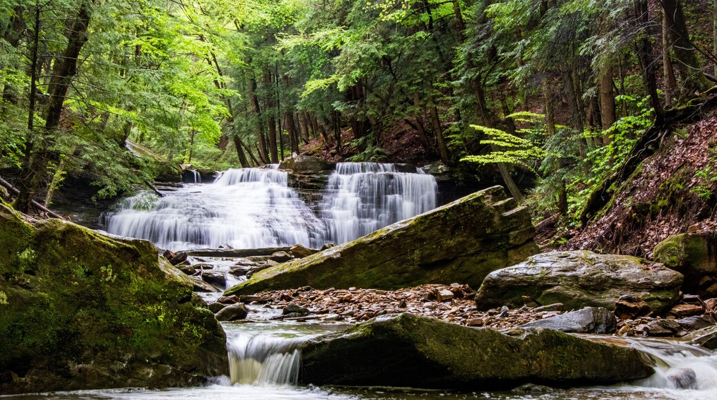 Parque estatal Cook Forest