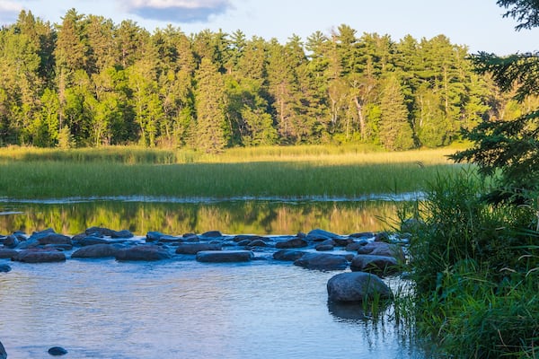The Source or beginning or start of the Mississippi River at Lake Itasca in Minnesota. Water, trees, reeds, rocks and shoreline in evening light.