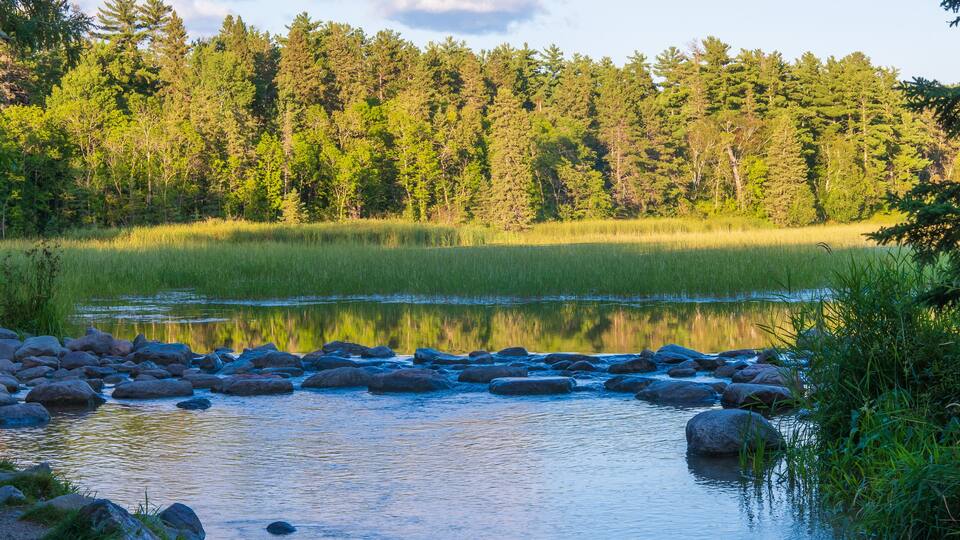 The Source or beginning or start of the Mississippi River at Lake Itasca in Minnesota. Water, trees, reeds, rocks and shoreline in evening light.