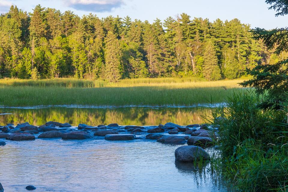 A calm river with rocks, surrounded by dense green forest.