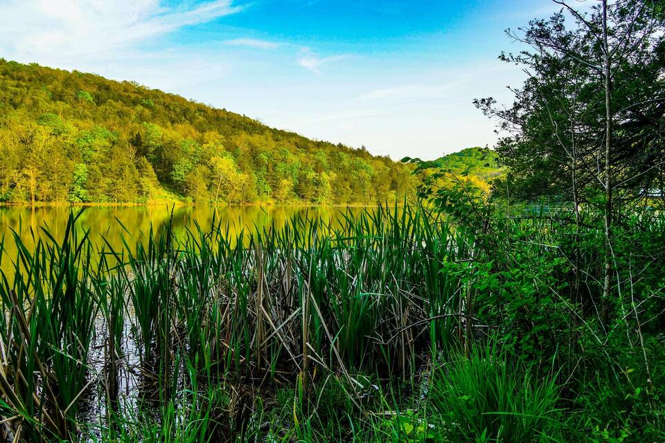 A calm lake surrounded by dense greenery and a forested hillside.