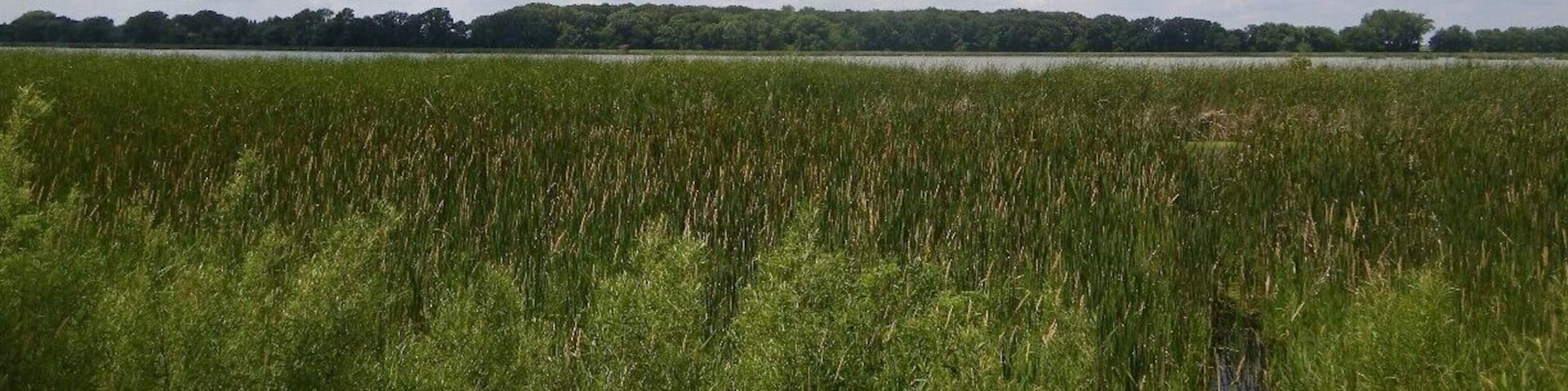 Wild rice growing in Rice Lake State Park in Minnesota