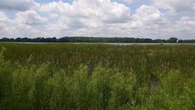 Wild rice growing in Rice Lake State Park in Minnesota