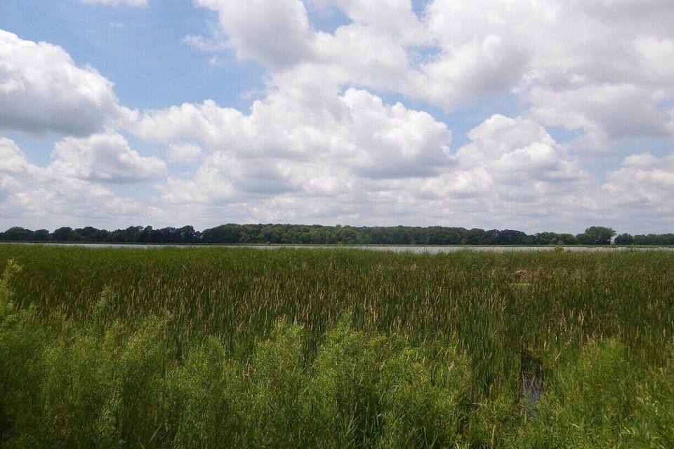 A marshy field with tall grasses and a lake in the background under a partly cloudy sky.
