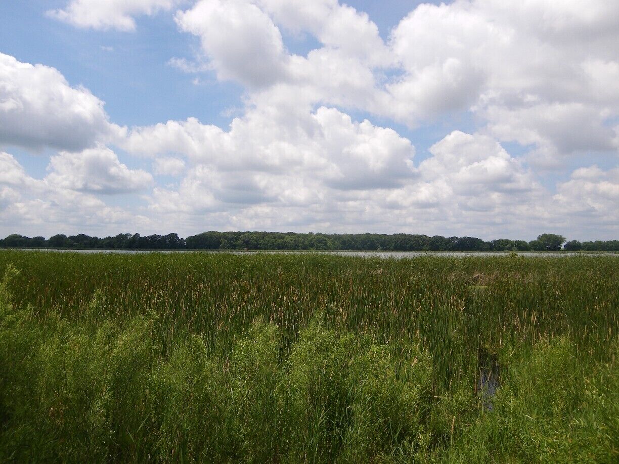 A marshy field with tall grasses and a lake in the background under a partly cloudy sky.