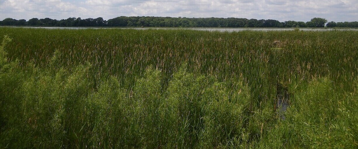 A marshy field with tall grasses and a lake in the background under a partly cloudy sky.